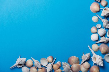 Mavi arka planda deniz kabukları. Yaz konsepti, metin için kopyalama alanı olan üstten aşağı görünüm