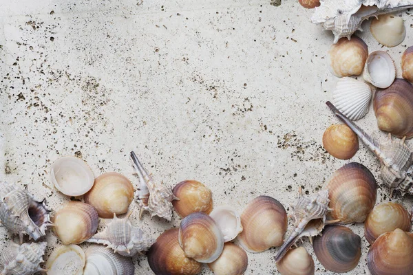 Sommerkonzept Muscheln Auf Hellem Marmorhintergrund Ansicht Von Oben Mit Kopierraum — Stockfoto