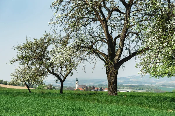 Üst Avusturya Iki Çiçeklenme Ağaçları Arasında Kilise — Stok fotoğraf