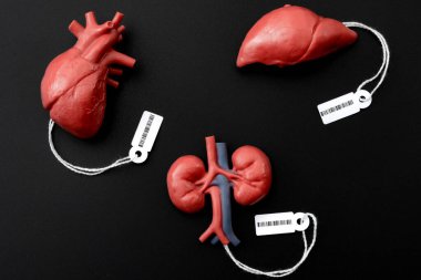 Modern day slavery, illegal trade of human organs on the black market and forced organ harvesting of death row inmates concept theme with a liver, heart and kidney with price tags and a barcode clipart