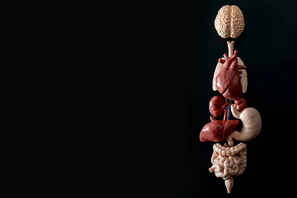 Human anatomy, organ transplant and medical science concept with a collage of human organs in anatomically correct position like brain, heart, liver, etc, isolated on black background with copy space