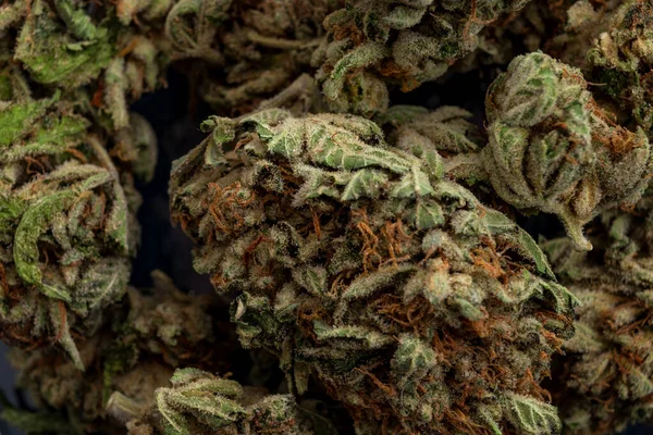 大麻の芽のThc結晶にマクロで依存症や法的雑草の概念テーマを治療するためのマリファナ植物の医療応用 — ストック写真