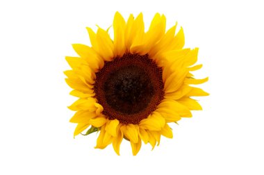Ayçiçeği başlıklı yaz çiçeği ve güzellik teması beyaz arka planda klipsli kesim yolu ile izole edilmiş