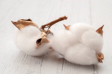 Beyaz ahşap arka planda izole edilmiş pamuk fabrikalarına yakın hammadde ve tekstil fiber üretim kavramı