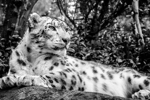 絶滅の危機に瀕した種と野生動物保護の概念のテーマは 野生の岩の上に座っている雪のヒョウの黒と白またはモノクロームの画像 — ストック写真