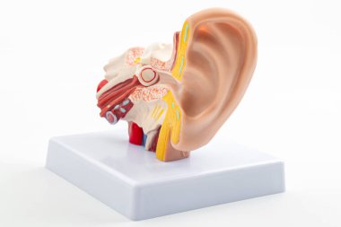 ENT veya otolaryngology ataması, laboratuvar ekipmanları ve anatomik kulak modeli ile işitme organı sağlık konsepti kesme yolu ile beyaz arka planda izole