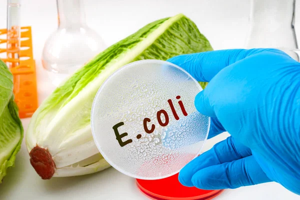 Coli Kitörés Koncepció Téma Tudós Tesztelés Romaine Saláta Escherichia Coli — Stock Fotó