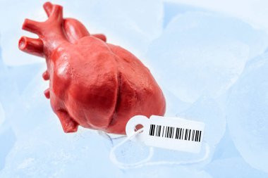 Human organ traffic, internal organs black market and illegal medical procedure concept theme with frozen donor heart with tag and barcode attached, preserved on ice ready for transplant surgery clipart