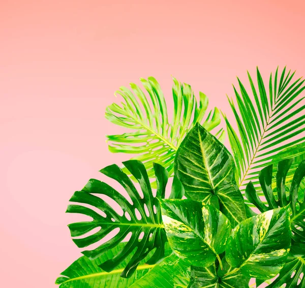 Foglie tropicali verdi — Foto Stock