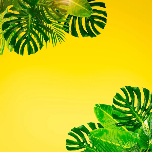 Hojas verdes tropicales — Foto de Stock