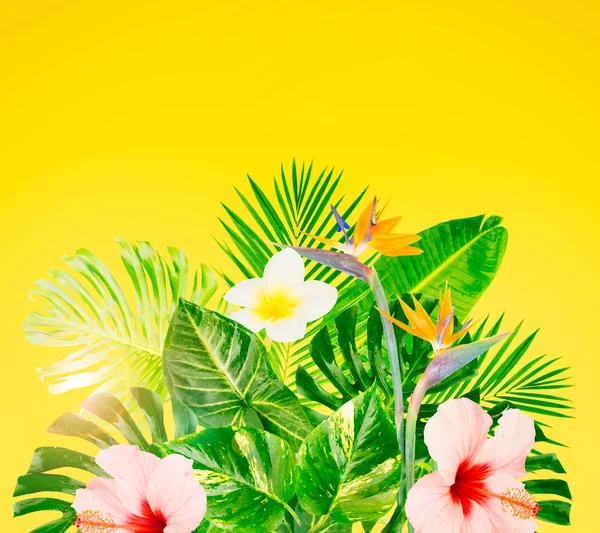 Tropik yeşil yapraklar — Stok fotoğraf