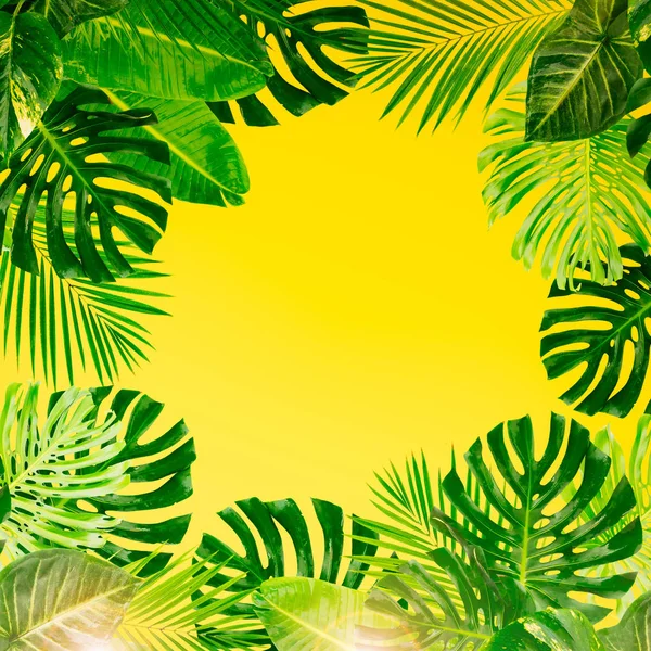 Folhas verdes tropicais — Fotografia de Stock