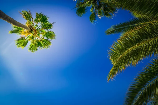 Tropische palmboom — Stockfoto
