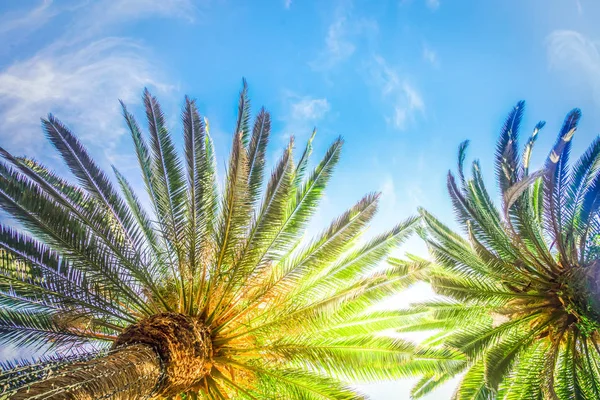 Tropical palm tree — Stock Photo, Image