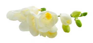 Freeseia taze çiçekler