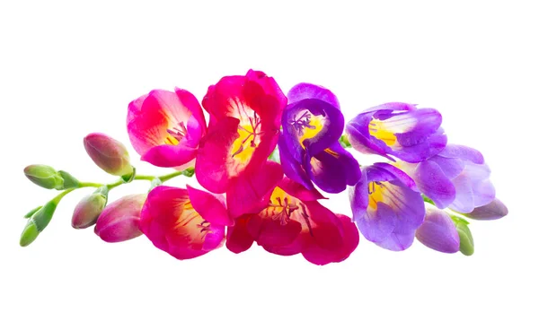 Freeseia čerstvé květiny — Stock fotografie
