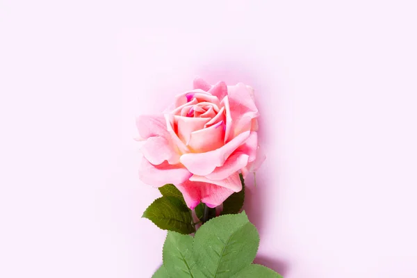 Lila virágzó rózsák — Stock Fotó