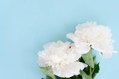 Taze şakayık çiçekleri