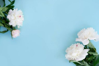 Taze şakayık çiçekleri