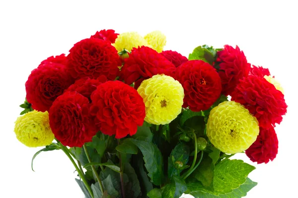 Dahlia flowers bouquet — Stock Photo, Image