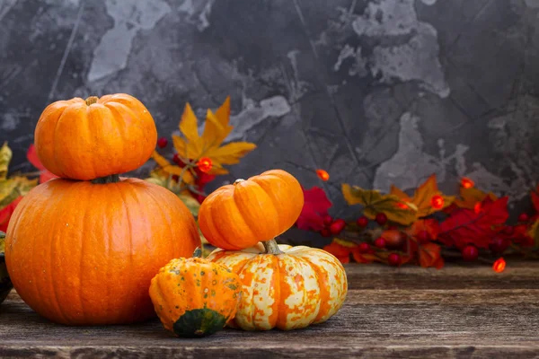 Kabak hasat sonbahar