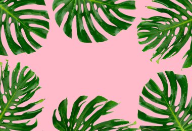 Tropik yeşil yapraklar