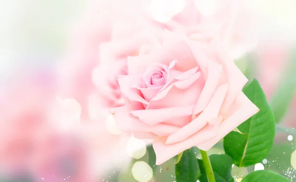 Roze bloeiende rozen — Stockfoto