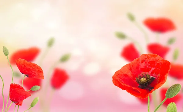 Flores de amapola en rosa — Foto de Stock