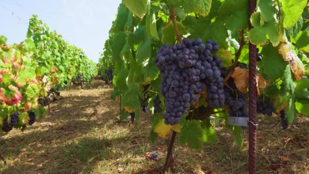 Kebun anggur dengan anggur merah — Stok Video