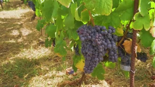 Weinberg mit roten Trauben — Stockvideo