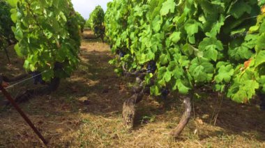 Bağ kırmızı üzüm ile