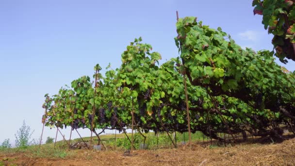 Виноградник с красным виноградом — стоковое видео