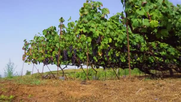 Vineyard with red grape — Stock Video