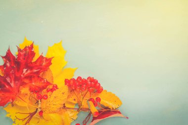 Sonbahar yaprakları mavi