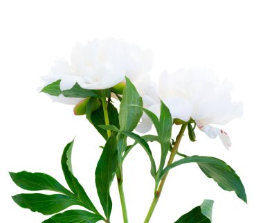 Taze şakayık çiçekleri