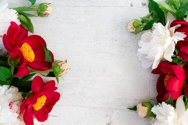 Świeże kwiaty piwonii — Zdjęcie stockowe