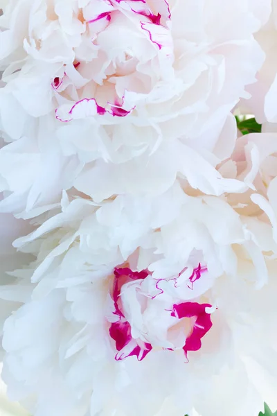 Flores de peónia frescas — Fotografia de Stock