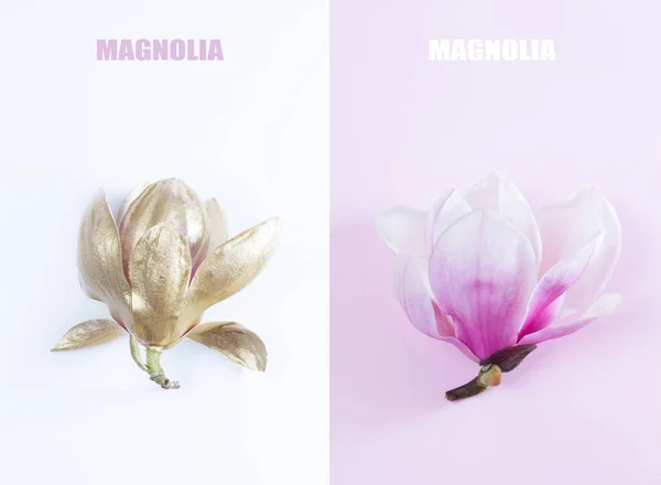 マグノリアの花の芽 ゴールデンとピンクの — ストック写真