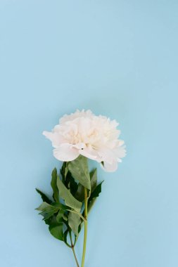 Taze şakayık çiçekleri