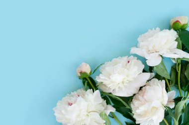 Taze şakayık çiçekleri