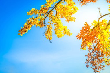 Titrek sonbahar yaprakları