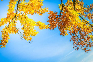 Titrek sonbahar yaprakları