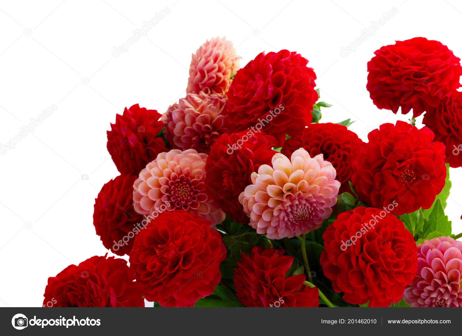 Bouquet De Fleurs De Dahlia Photographie Neirfys 201462010