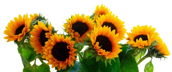 Dahlia and sunflowers — Stock Photo, Image