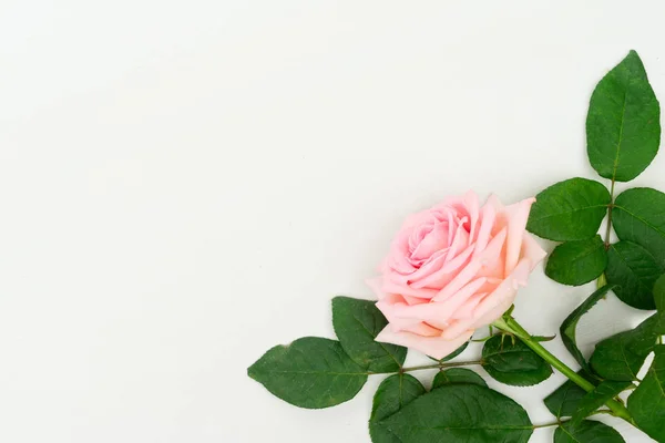 Flores de rosa frescas —  Fotos de Stock