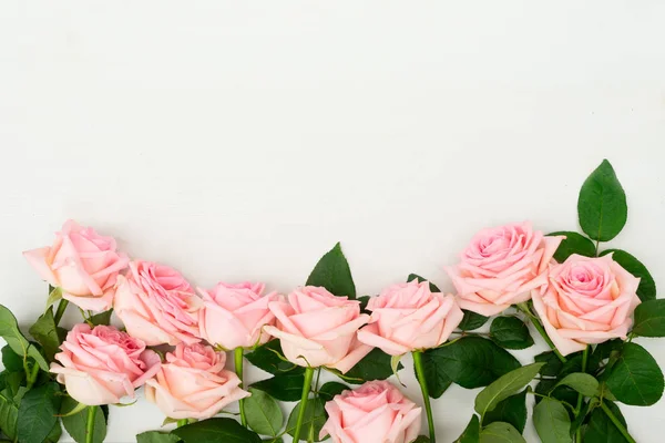 Frische Rosenblüten — Stockfoto