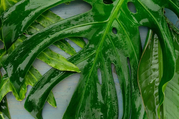 Estate Paesaggio Piatto Laici Con Foglie Tropicali Sfondo Blu — Foto Stock