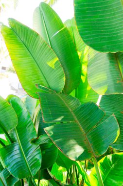 Tripical yaprakları arka plan