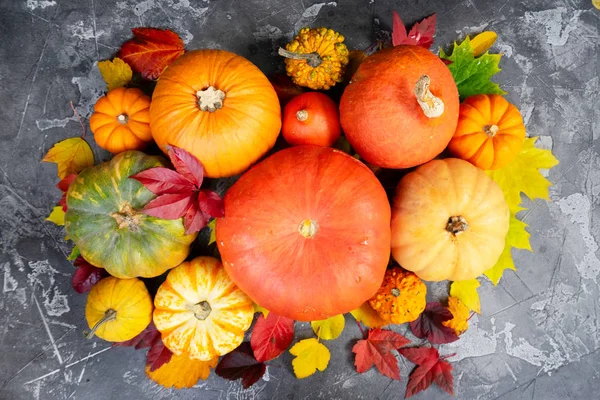 Harvest of pumpkins — Stock Photo, Image