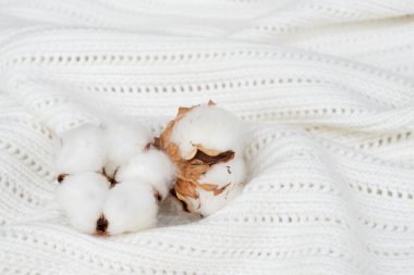 Ham pamuk tomurcukları pamuk doku